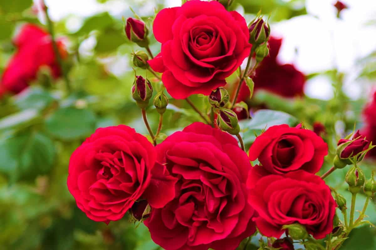 Close up of red roses