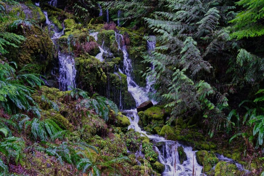 Umpqua National Forest