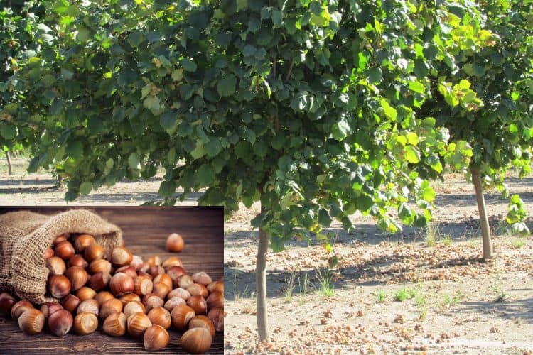 Oregon hazelnuts fun facts about Oregon State