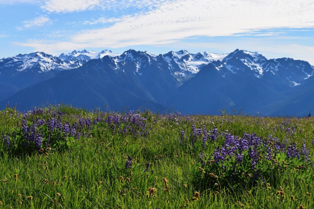 Hurricane Ridge - Olympic National Park Itinerary