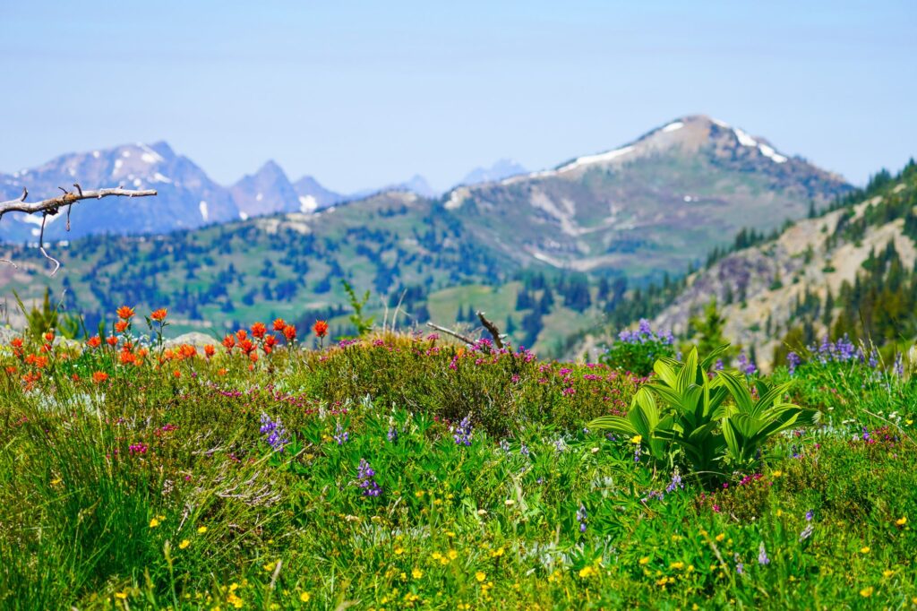 Methow Valley Wildflowers in Washington State