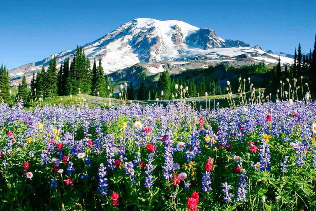 Mount Rainier Wildflowers in Washington State