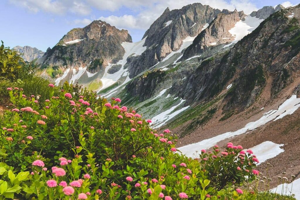 North Cascades National Park Wildflowers in Washington State