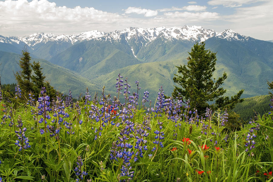 Olympic National Park Wildflowers in Washington State