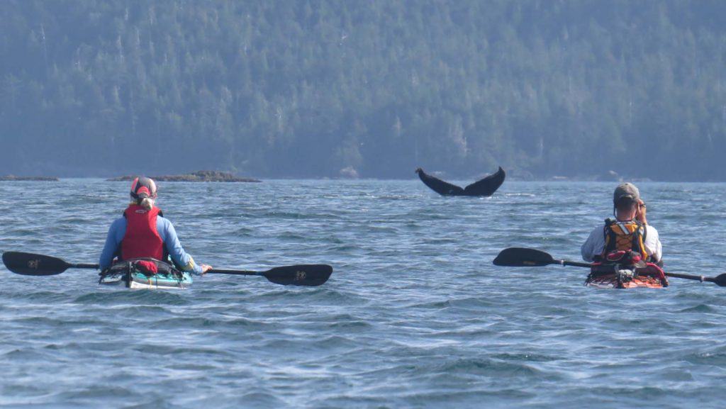 Sea Kayaking & Wildlife Spotting
