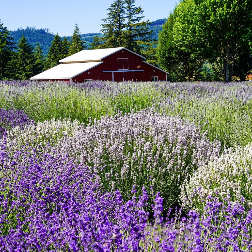 Hood River Lavender Farms
