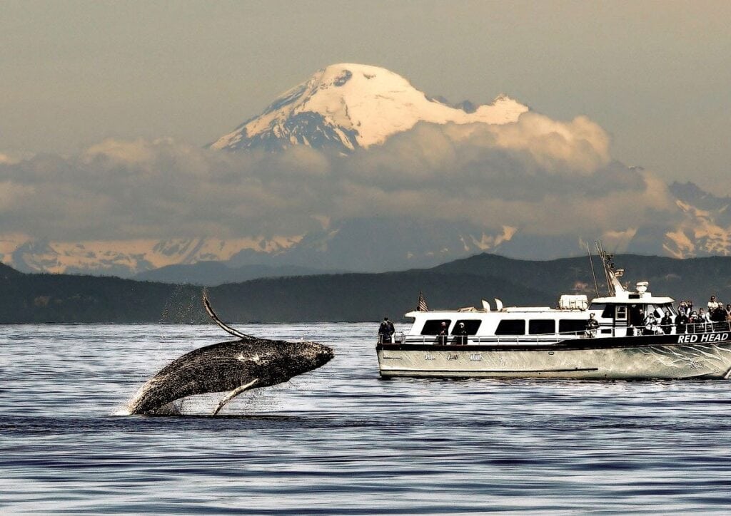 Whale Watching