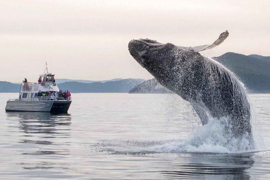 Whale Watching From Anacortes