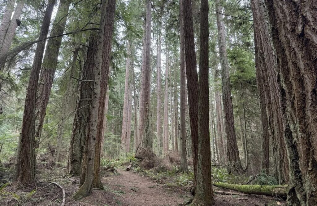 Forest at South Whidbey State Park