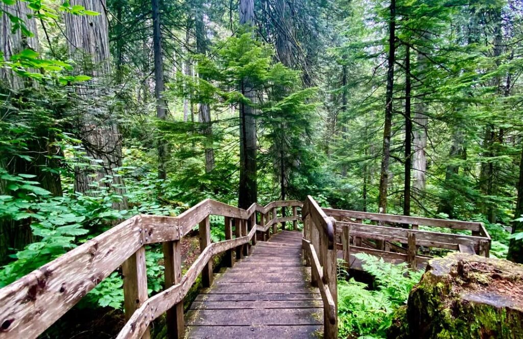 Giant Cedars Boardwalk