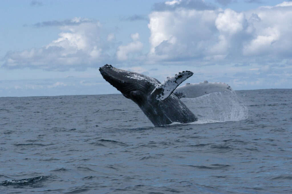 Langley Whale Center