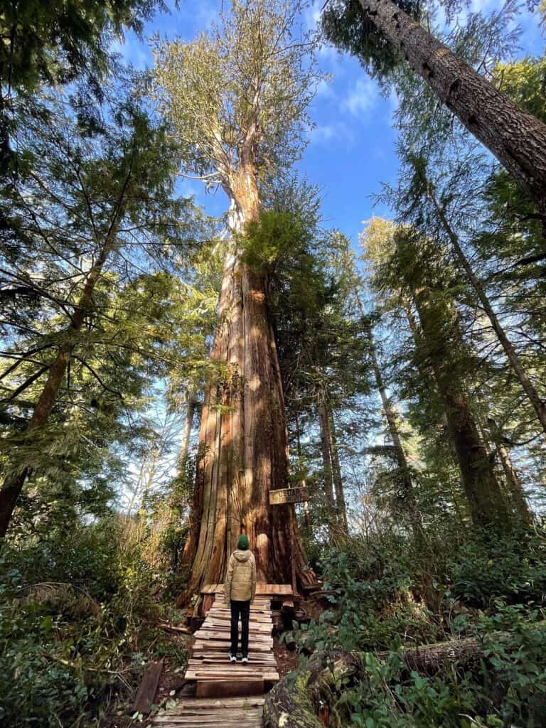 Meares Island