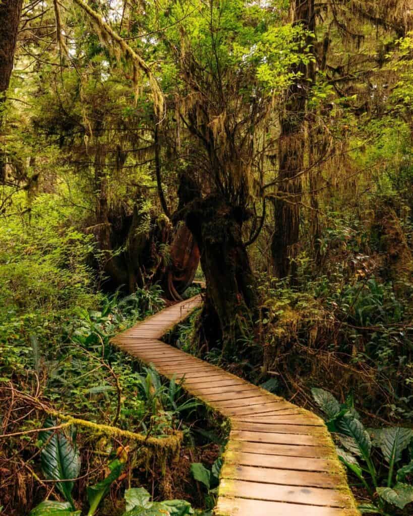 Rainforest Trail tofino