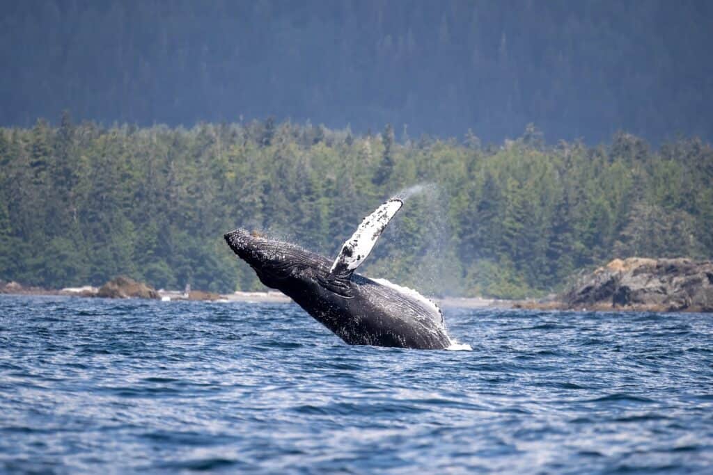 Whale Watching Tofino