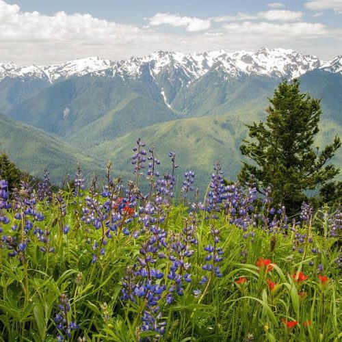 Olympic National Park Wildflowers in Washington State