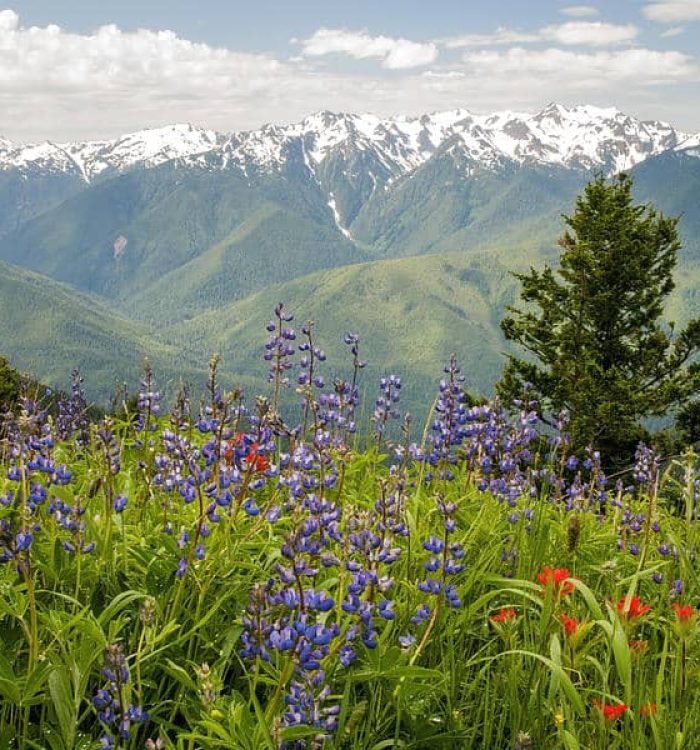 Olympic National Park Wildflowers in Washington State
