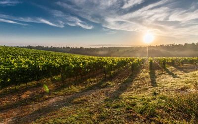 MJ Suggests:  Learn the Washington State AVAs