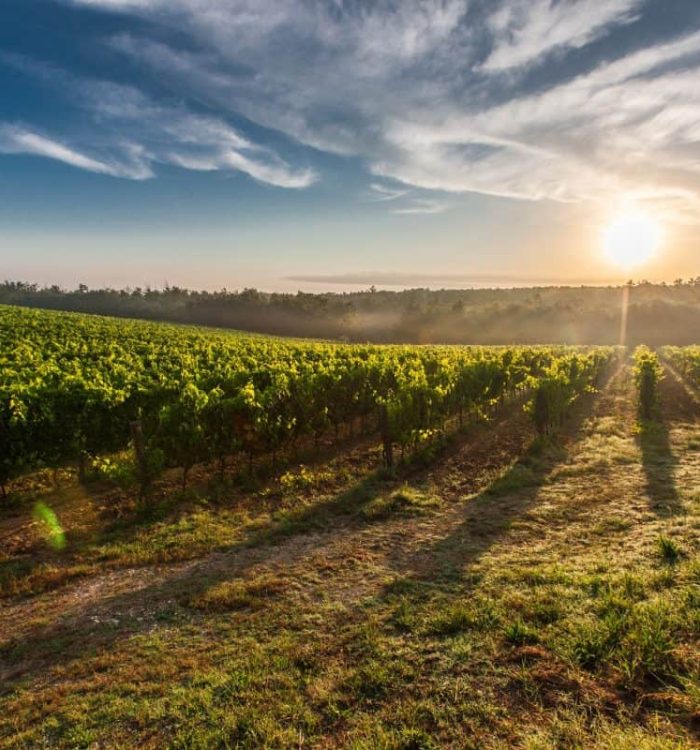 MJ Suggests:  Learn the Washington State AVAs