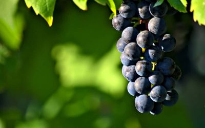 Walla Walla Jim Goes French With Forgeron Cellars