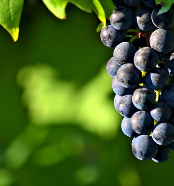 Walla Walla Jim Goes French With Forgeron Cellars